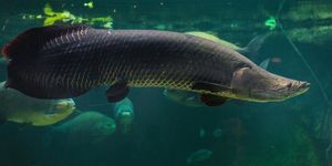 Discover the Arapaima Amazon River Monster Fish A 300kg Fearsome Predator-6
