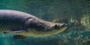 Discover the Arapaima Amazon River Monster Fish A 300kg Fearsome Predator-8