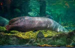 Discover the Arapaima Amazon River Monster Fish A 300kg Fearsome Predator-7