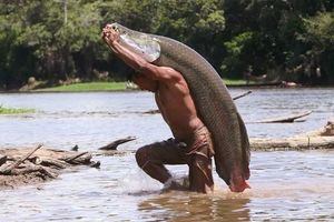 Discover the Arapaima Amazon River Monster Fish A 300kg Fearsome Predator-1