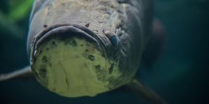 Discover the Arapaima Amazon River Monster Fish A 300kg Fearsome Predator-4