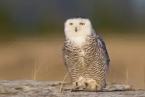 Snowy Owl: Unveiling the Arctic's Master Predator's Superb Hunting Prowess in Icy Realms-5