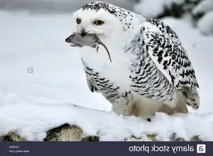 Snowy Owl: Unveiling the Arctic's Master Predator's Superb Hunting Prowess in Icy Realms-4