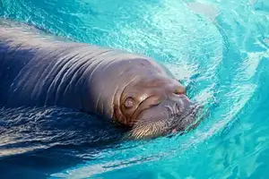 Walrus Up Close: Unraveling the Mystery of Arctic's 15cm Blubber Master of Survival-0