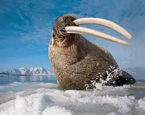 Walrus Up Close: Unraveling the Mystery of Arctic's 15cm Blubber Master of Survival-6