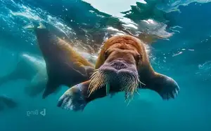 Walrus Up Close: Unraveling the Mystery of Arctic's 15cm Blubber Master of Survival-5