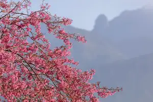 Sa Pa's Stunning Cherry Blossoms: Discover the Most Beautiful Season in the Mountain Town-5