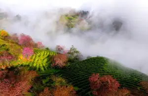 Sa Pa's Stunning Cherry Blossoms: Discover the Most Beautiful Season in the Mountain Town-6