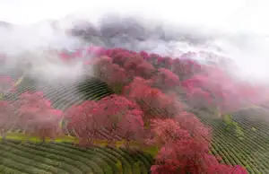 Sa Pa's Stunning Cherry Blossoms: Discover the Most Beautiful Season in the Mountain Town-8