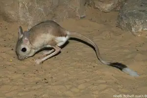Unraveling the Mystery of the 'Miniature Kangaroo' Jerboa: A Master of Survival in Earth's Harshest Deserts. Discover its Superhuman Leaping Ability!-0