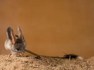 Unraveling the Mystery of the 'Miniature Kangaroo' Jerboa: A Master of Survival in Earth's Harshest Deserts. Discover its Superhuman Leaping Ability!-8