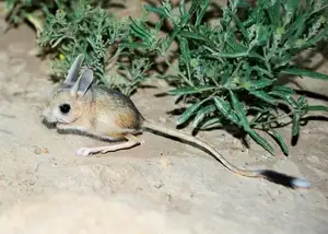 Unraveling the Mystery of the 'Miniature Kangaroo' Jerboa: A Master of Survival in Earth's Harshest Deserts. Discover its Superhuman Leaping Ability!-6