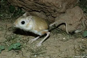 Unraveling the Mystery of the 'Miniature Kangaroo' Jerboa: A Master of Survival in Earth's Harshest Deserts. Discover its Superhuman Leaping Ability!-7