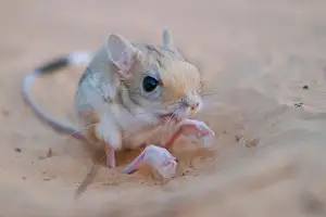Unraveling the Mystery of the 'Miniature Kangaroo' Jerboa: A Master of Survival in Earth's Harshest Deserts. Discover its Superhuman Leaping Ability!-1