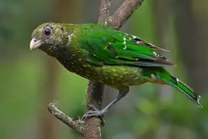 Discover the Green Catbird: Unique Call, Stunning Green Plumage-1