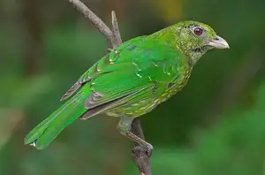 Discover the Green Catbird: Unique Call, Stunning Green Plumage-6