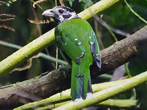 Discover the Green Catbird: Unique Call, Stunning Green Plumage-7