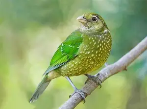 Discover the Green Catbird: Unique Call, Stunning Green Plumage-4