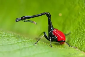 Discover the Madagascar Giraffe Weevil: A unique insect with an astonishingly long neck-4