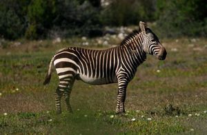 Discover South African Mountain Zebra: Climbing Master with Unique Erect Mane-1