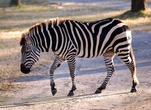 Discover South African Mountain Zebra: Climbing Master with Unique Erect Mane-2
