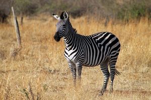 Discover South African Mountain Zebra: Climbing Master with Unique Erect Mane-0