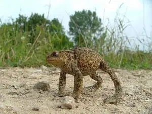 Unraveling the Terror: The Giant Cane Toad - World's Most Dangerous Invasive Species.-7
