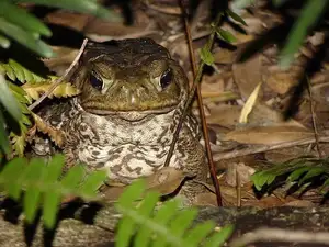 Unraveling the Terror: The Giant Cane Toad - World's Most Dangerous Invasive Species.-6