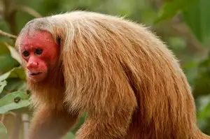 Discover the Red-faced Uakari Monkey: Unique Amazon Primate with an 'Unforgettable' Look-1