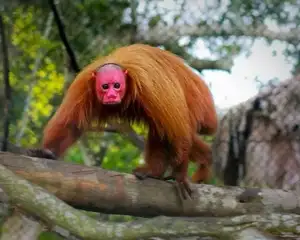 Discover the Red-faced Uakari Monkey: Unique Amazon Primate with an 'Unforgettable' Look-5