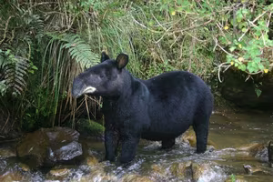 Andes Marvel: Pristine Lake in Sangay National Park, Ecuador-1