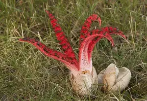 Witness the Devil's Fingers Mushroom Its surreal beauty bizarre shape and unforgettable corpse-like smell-7