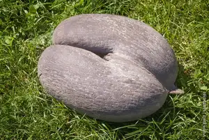 Astonishing Coco de Mer: Discover the world's largest sea coconut seed, weighing 25kg, unique to Seychelles!-7