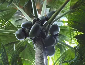 Astonishing Coco de Mer: Discover the world's largest sea coconut seed, weighing 25kg, unique to Seychelles!-2