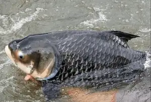 Giant Barb Unveiled: Why This Colossal Fish Commands-3