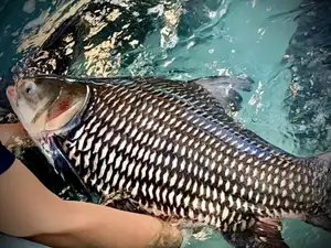 Giant Barb Unveiled: Why This Colossal Fish Commands-8