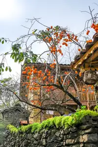 Lolo Chai: Uncover the Rustic Beauty of an Ancient Village & Its 'World's Most Enduring' Persimmon Tree, a Tourist Magnet-2
