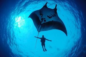 Spectacular Nature Landscape - Majestic Sea Cliffs and Vast Ocean, Untamed Beauty-5