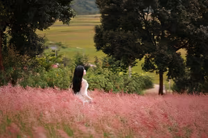 Moc Chau Pink Grass Hill: Autumn's Dreamy Escape for Muses & Perfect Photo Ops-1