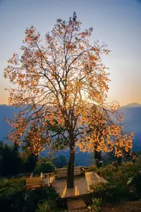 Sapa's Golden Empress Persimmon Tree: A Winter Wonderland for Tourists to Check-in-7