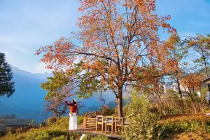 Sapa's Golden Empress Persimmon Tree: A Winter Wonderland for Tourists to Check-in-5