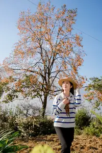 Sapa's Golden Empress Persimmon Tree: A Winter Wonderland for Tourists to Check-in-4
