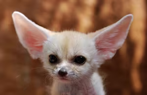 Discover the Fennec Fox: Tiny Wild Dog with Giant Ears, Sahara's Master of Survival-1