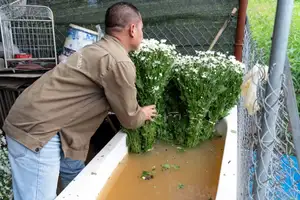 Hanoi Daisy Fields Bloom: A Farmer's Smile Amidst Pure White Autumn Splendor-6