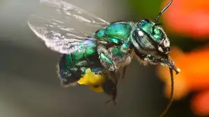 Orchid Bee: Dazzling Metallic Beauty, The Enchanting "Queen" of the Insect World-3