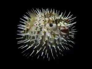 Close-up of Porcupinefish: Master of Defense with Sharp Spines, a Predator's Unforgettable Bite in the Deep Sea-5