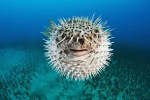 Close-up of Porcupinefish: Master of Defense with Sharp Spines, a Predator's Unforgettable Bite in the Deep Sea-10