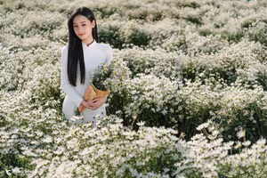Elegant Vietnamese Woman in White Ao Dai Amidst Blooming Daisy Field - VGU No.123-2