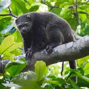 Uncover the Fascinating Truth About Oceania's Unique Cuscus-2