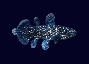 View: Uncover the Mystery of the Coelacanth – The 'Living Fossil' Animal Surviving from Ancient Times-6